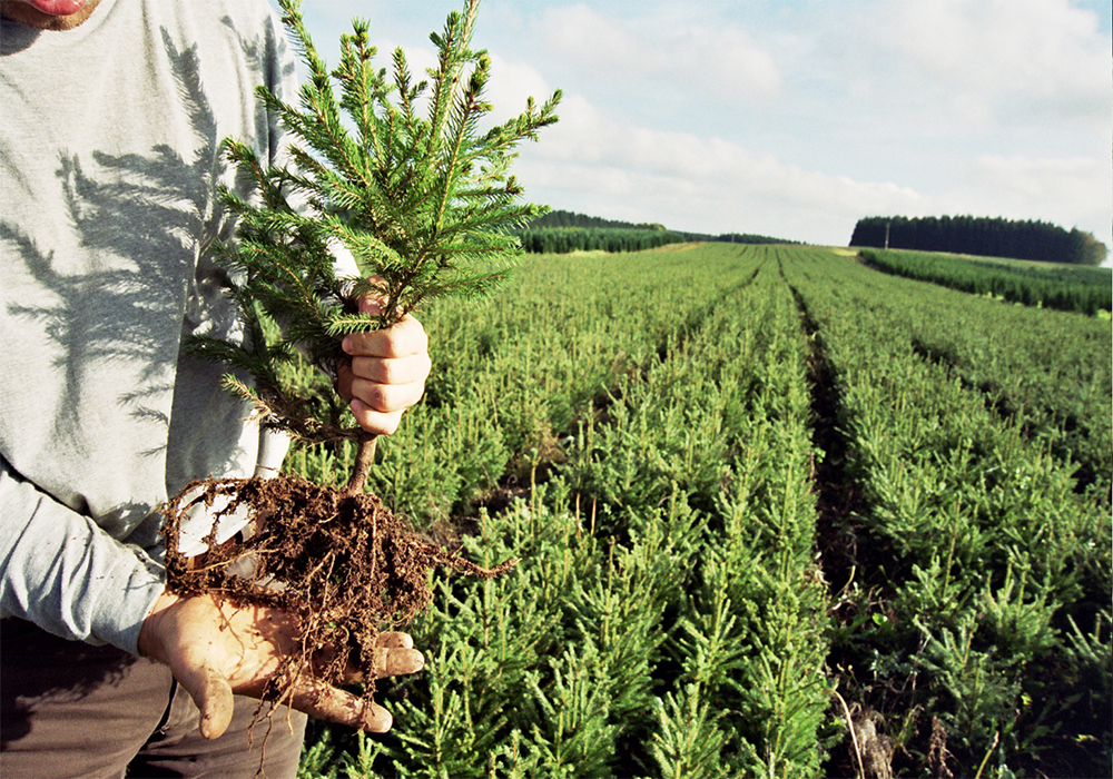 Sapins de noël – Fransapins